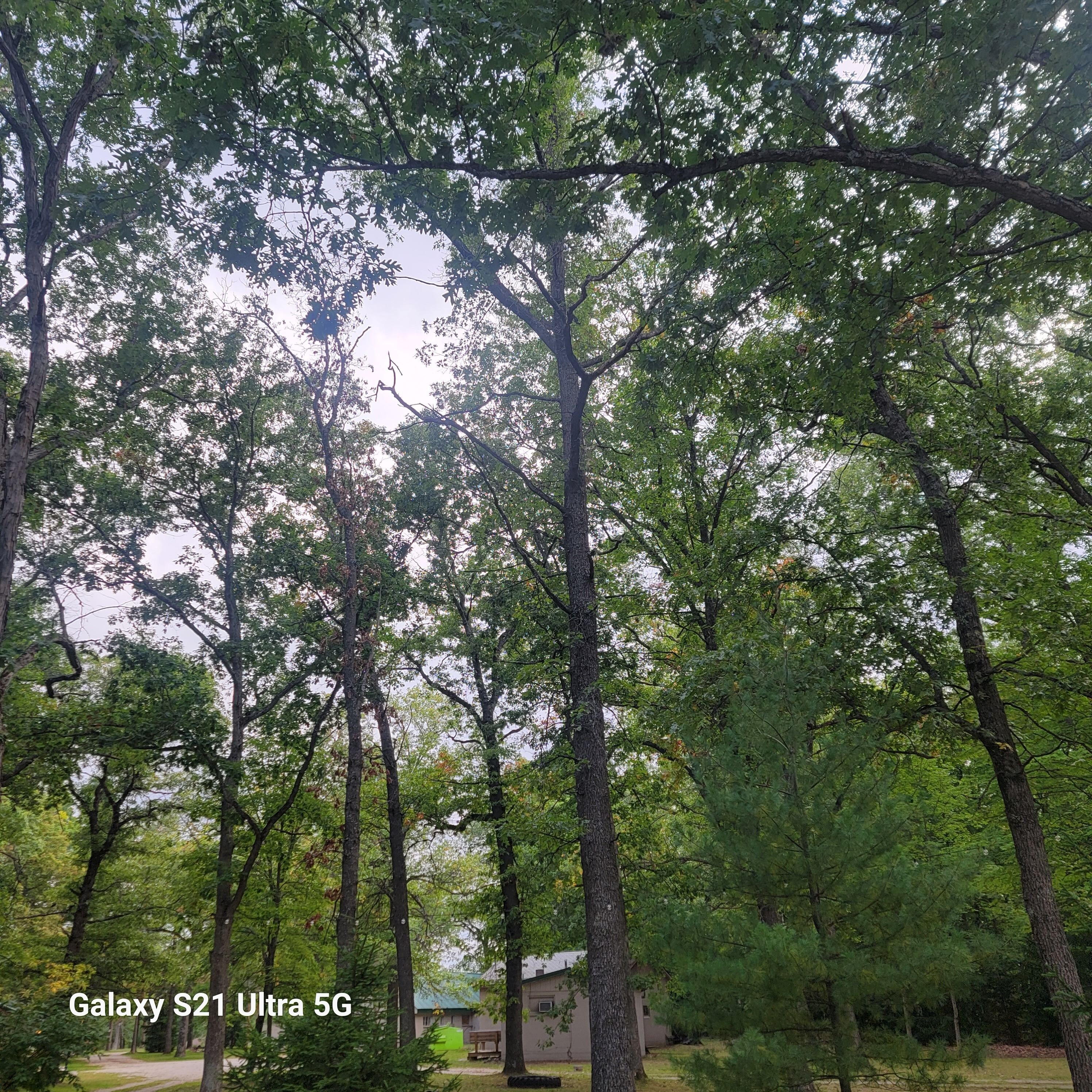 A wooded area with tall trees and a building in the background.