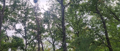 A wooded area with tall trees and a building in the background.