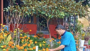 A person tending to a garden with marigold flowers and various plants.