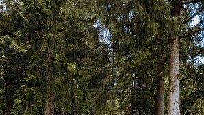 En hytte med terrasse, omgivet af tæt skov.