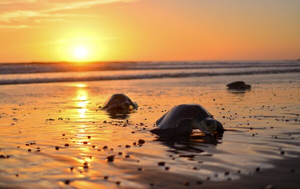 Liegestühle, Strandtücher