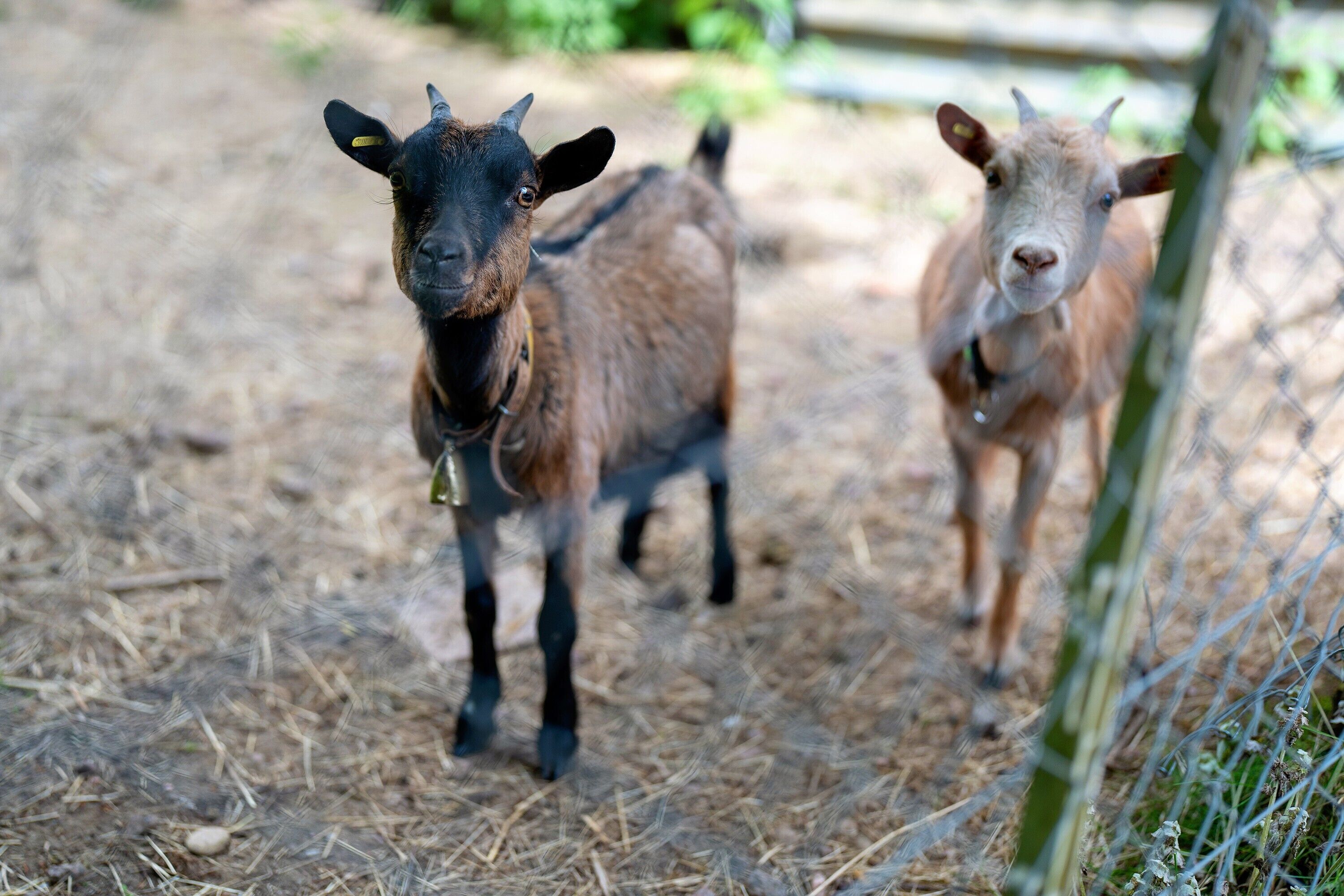 Two goats in a dry, straw-covered area with a wire fence.