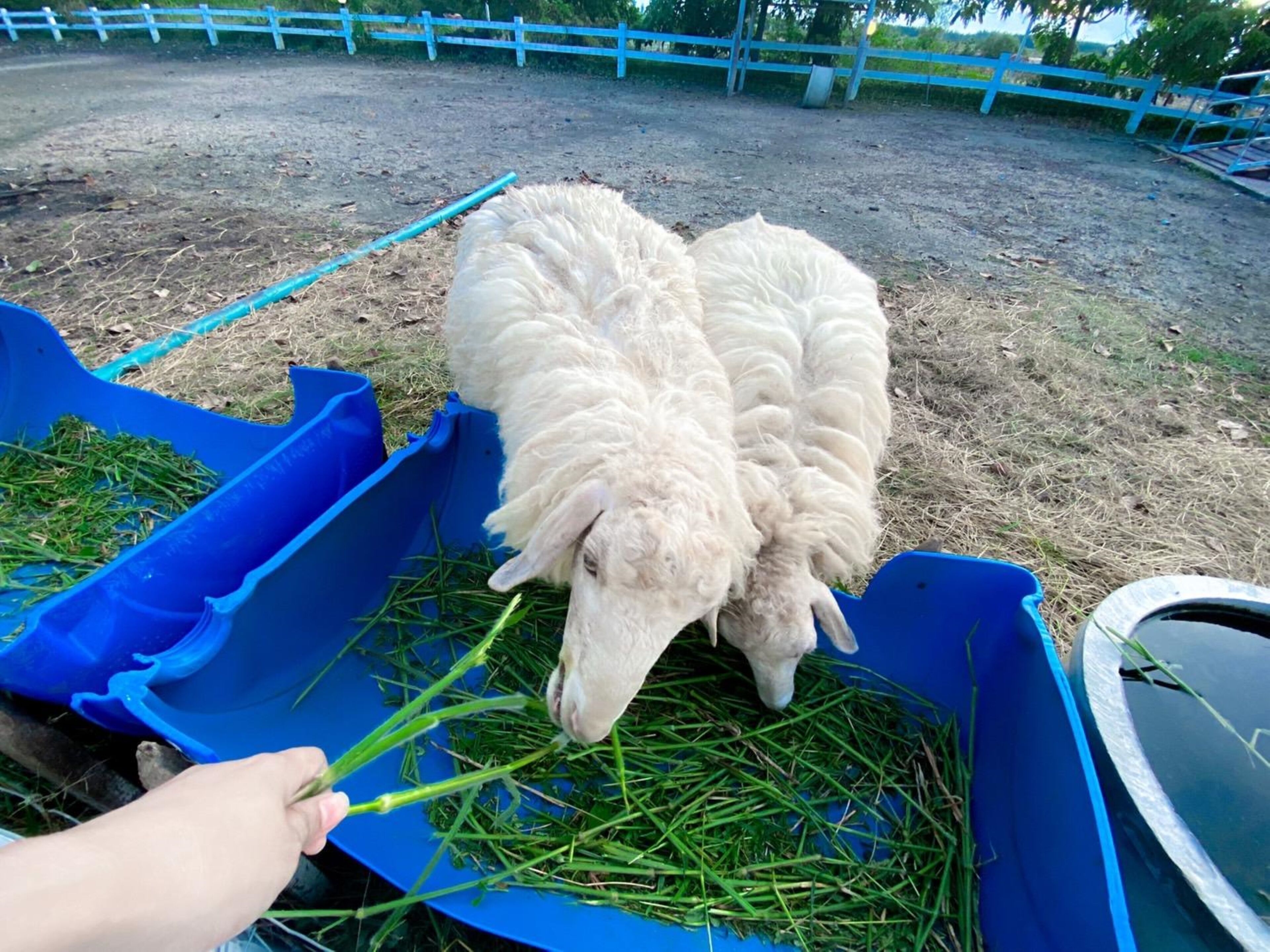 Two white sheep eating hay from a blue feeding trough.