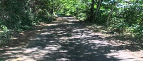 A narrow, tree-lined path in a wooded area.