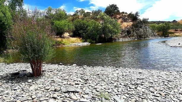 A riverbank with a rocky foreground and dense vegetation.