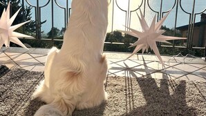 Un perro blanco sentado sobre una superficie texturizada, mirando por encima de una barandilla con una vista panorámica de una masa de agua y tierra a lo lejos.