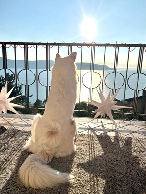 Ein weißer Hund sitzt auf einer strukturierten Fläche und blickt über eine Brüstung auf eine malerische Wasserlandschaft und das entfernte Ufer.