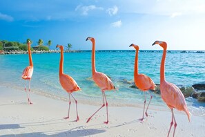 Sun loungers, beach towels - Home-Pool, 9 Hole MiniGolf, GameRoom, Walk to Beach/Marriott (Noord)