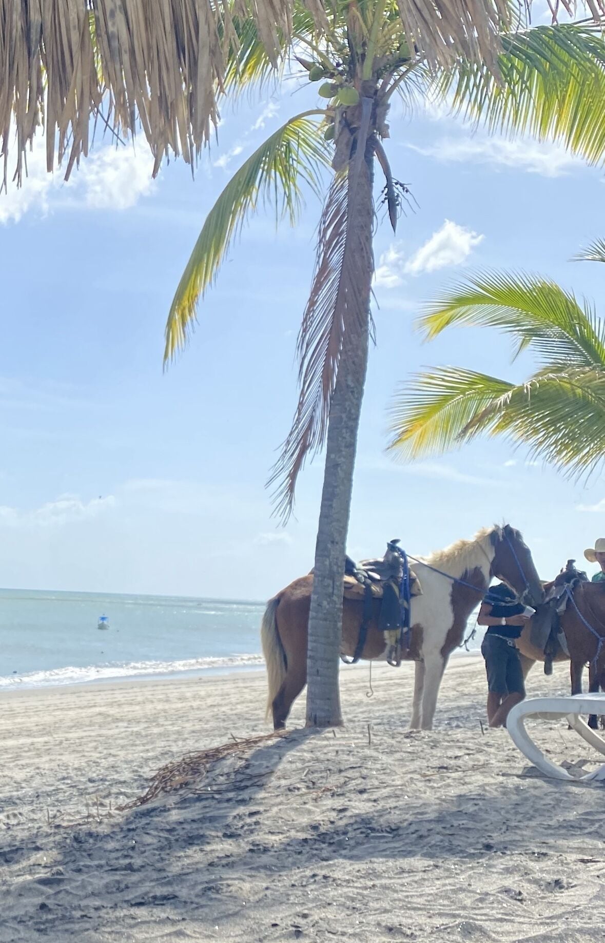 Escena de playa con caballos y jinetes, palmeras y cielo despejado.
