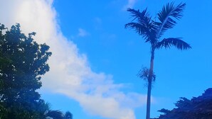 Een hoge palmboom tegen een strakblauwe lucht met enkele wolken.