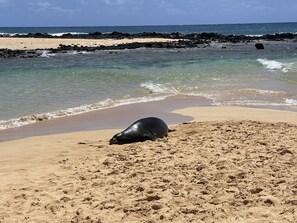 A beach scene with a seal on the sand, waves crashing onto the shore, and a rocky barrier in the background.