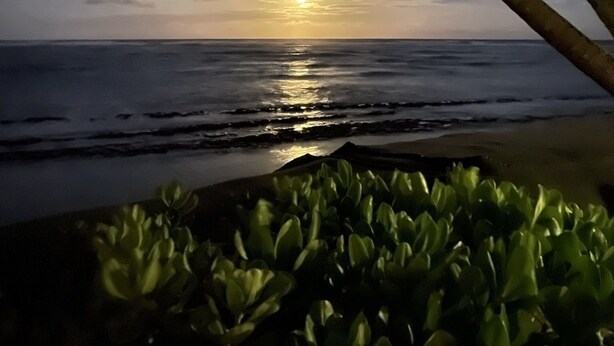 Ein Sonnenuntergang über dem Meer mit Palmen und einem Strand im Vordergrund.