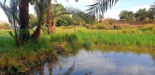 An idyllic camping lodge on the banks of the Nile. Amidst mango groves.
