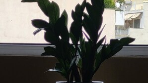 En krukväxt står på en fönsterbräda med utsikt över antika grekiska ruiner i bakgrunden.