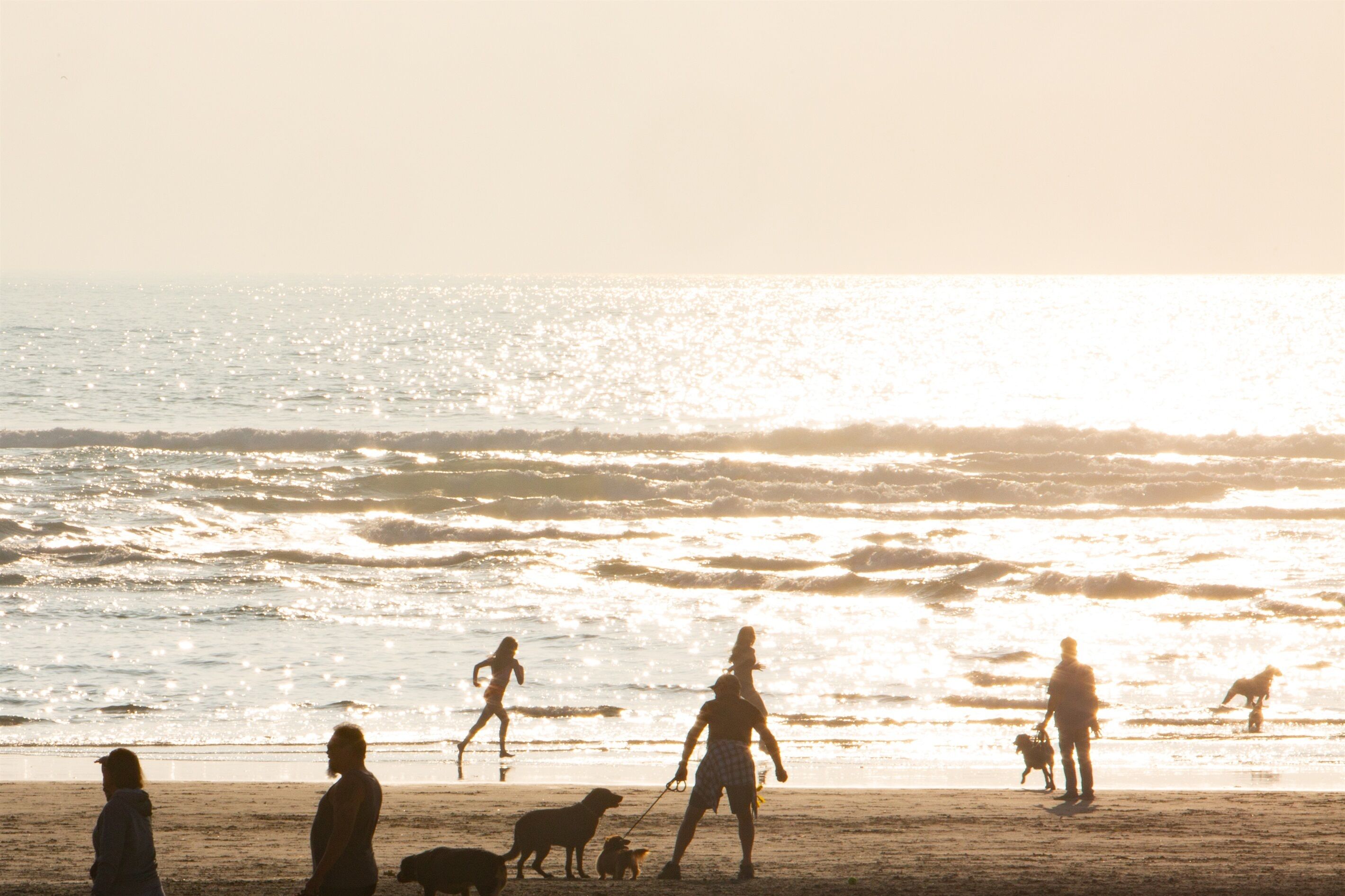 Eine Szene am Strand mit Menschen und Hunden, darunter eine Person, die einen Hund ausführt.