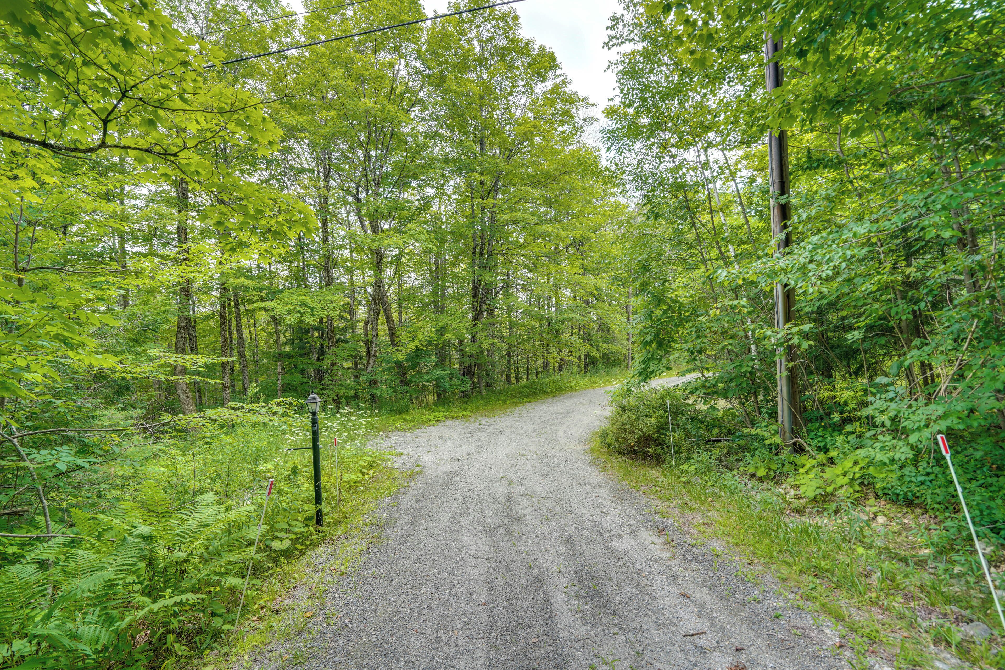 A gravel road winding through a dense forest with tall trees and lush greenery.