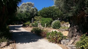 Un sendero pavimentado en un área ajardinada con diversas plantas y rocas.
