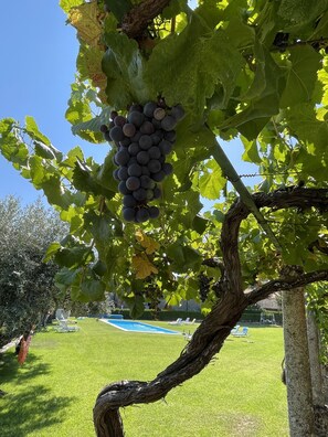 Property grounds - Casa da Cerca Aldeia Histórica de Sortelha, a Aldeia Charme de Portugal (Sortelha)