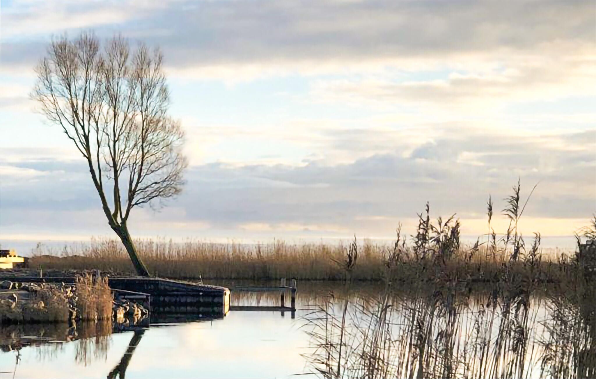 Una masa de agua tranquila con un muelle, juncos y un árbol sin hojas.