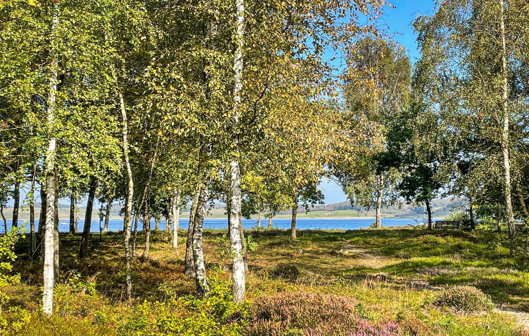 A natural landscape with trees and a body of water.
