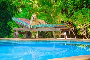 A poolside area with a lounge chair and a dog. - Cottage Sleeps 2 - Pool, Parking, Beach Access (Diani Beach)