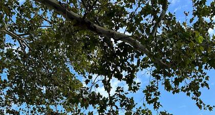 Luxury room near jfk