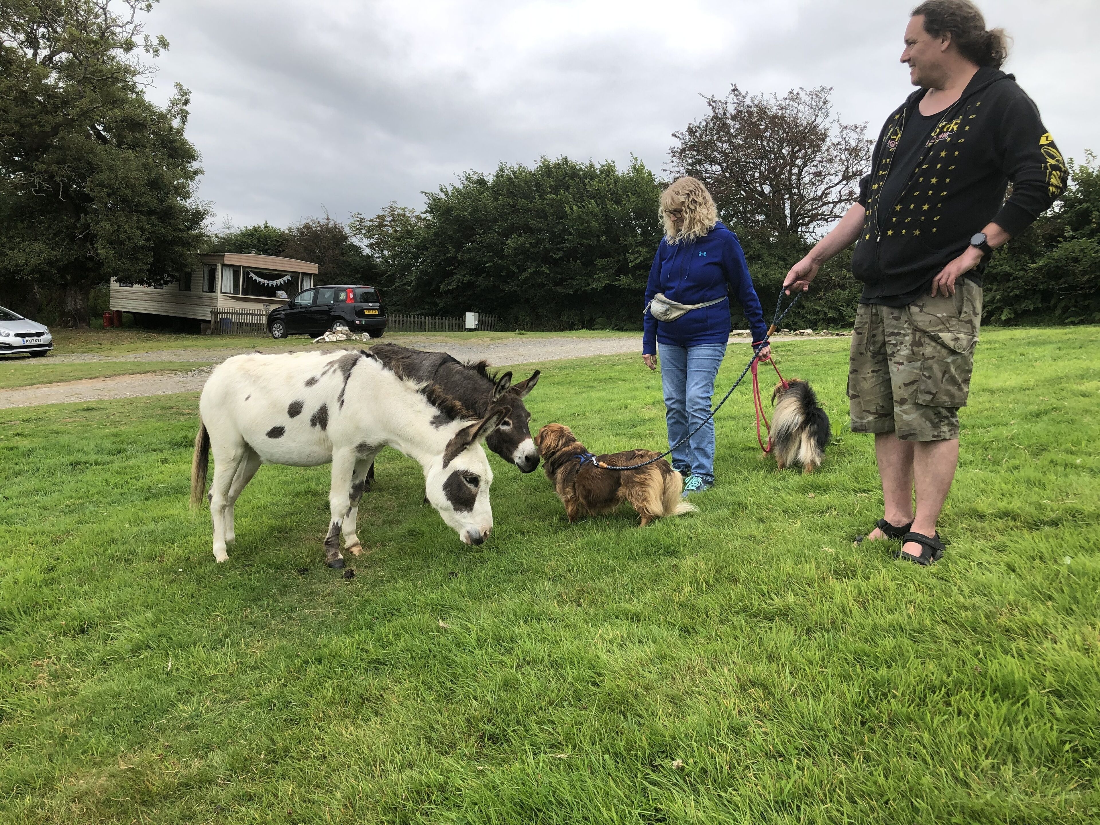 A grassy outdoor area with a white and black horse, a brown dog on a leash, and a person standing nearby.