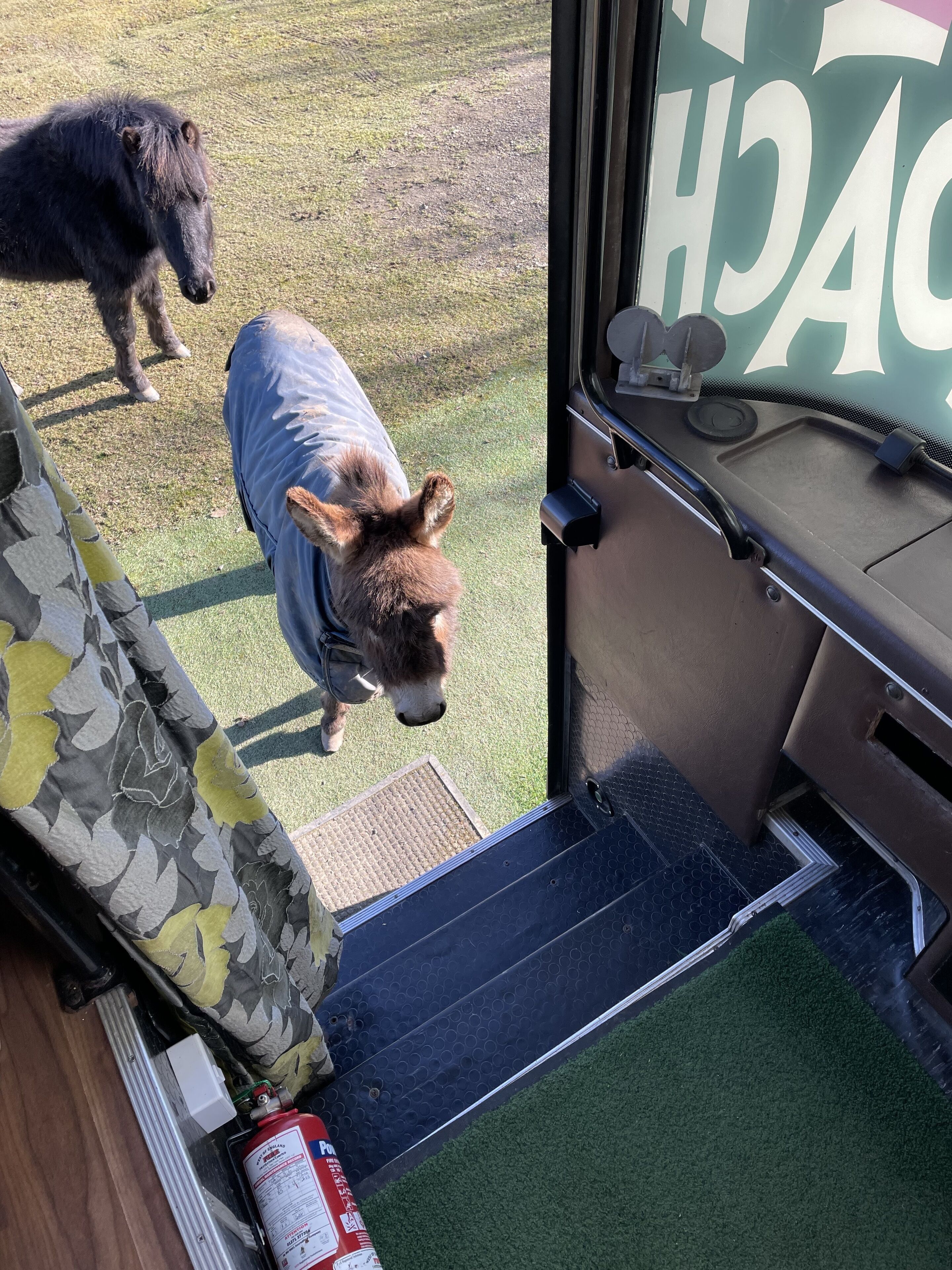 A horse standing outside a vehicle, a fire extinguisher, and a door with a handle.