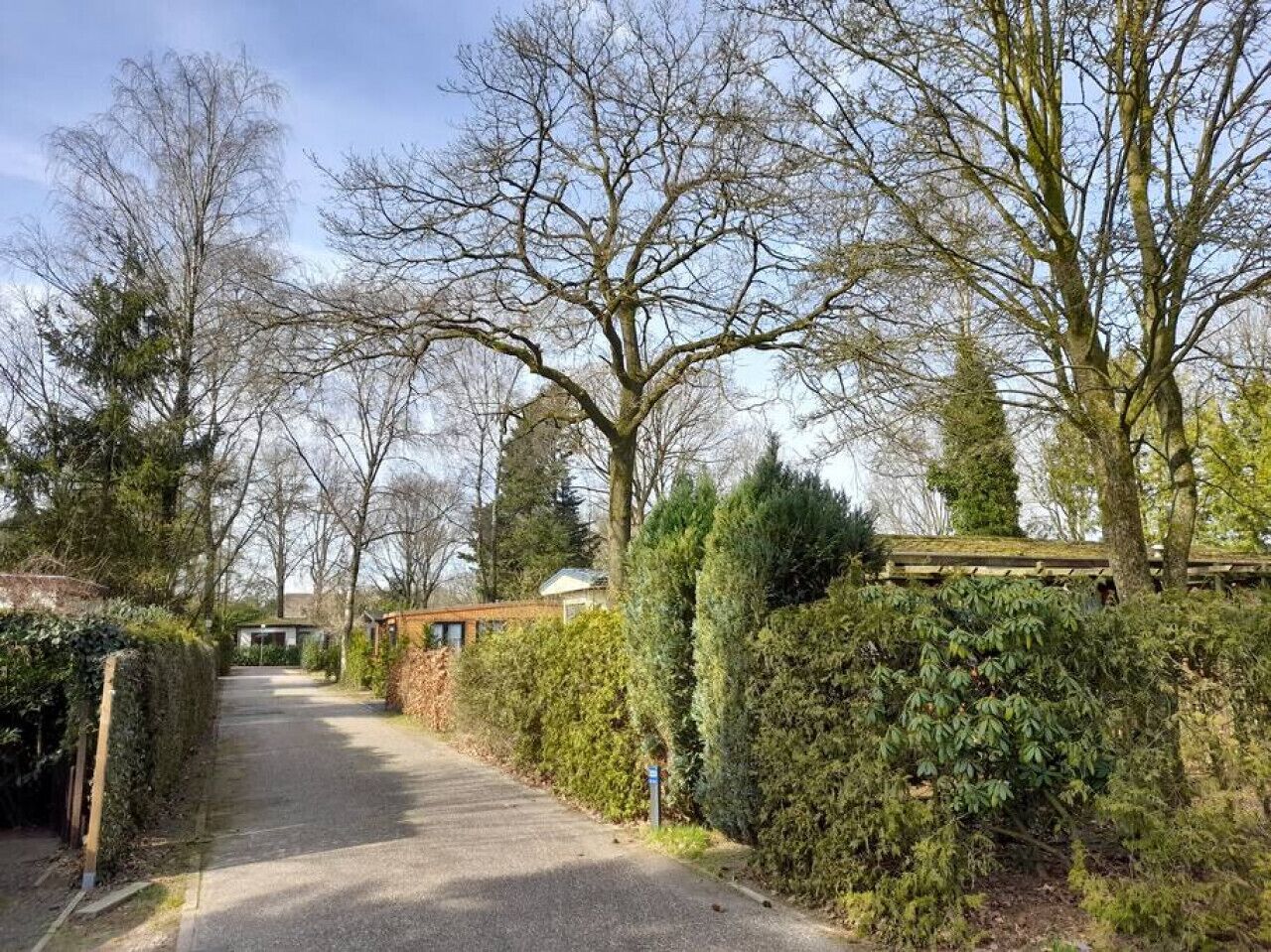 Una calle residencial con pavimento, árboles sin hojas y una valla de madera.