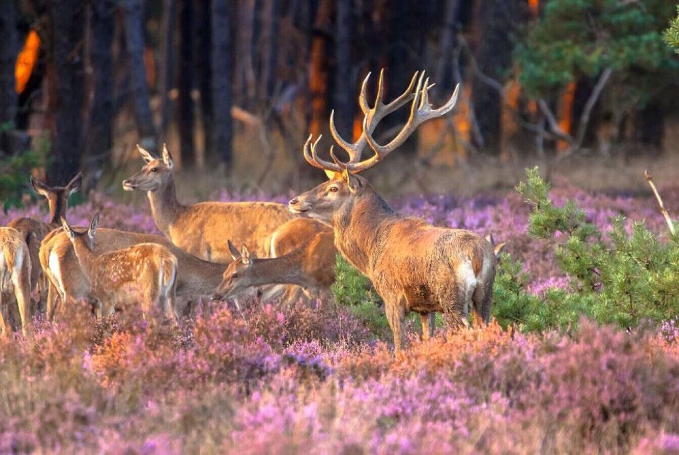 A group of deer in a natural setting with trees in the background.