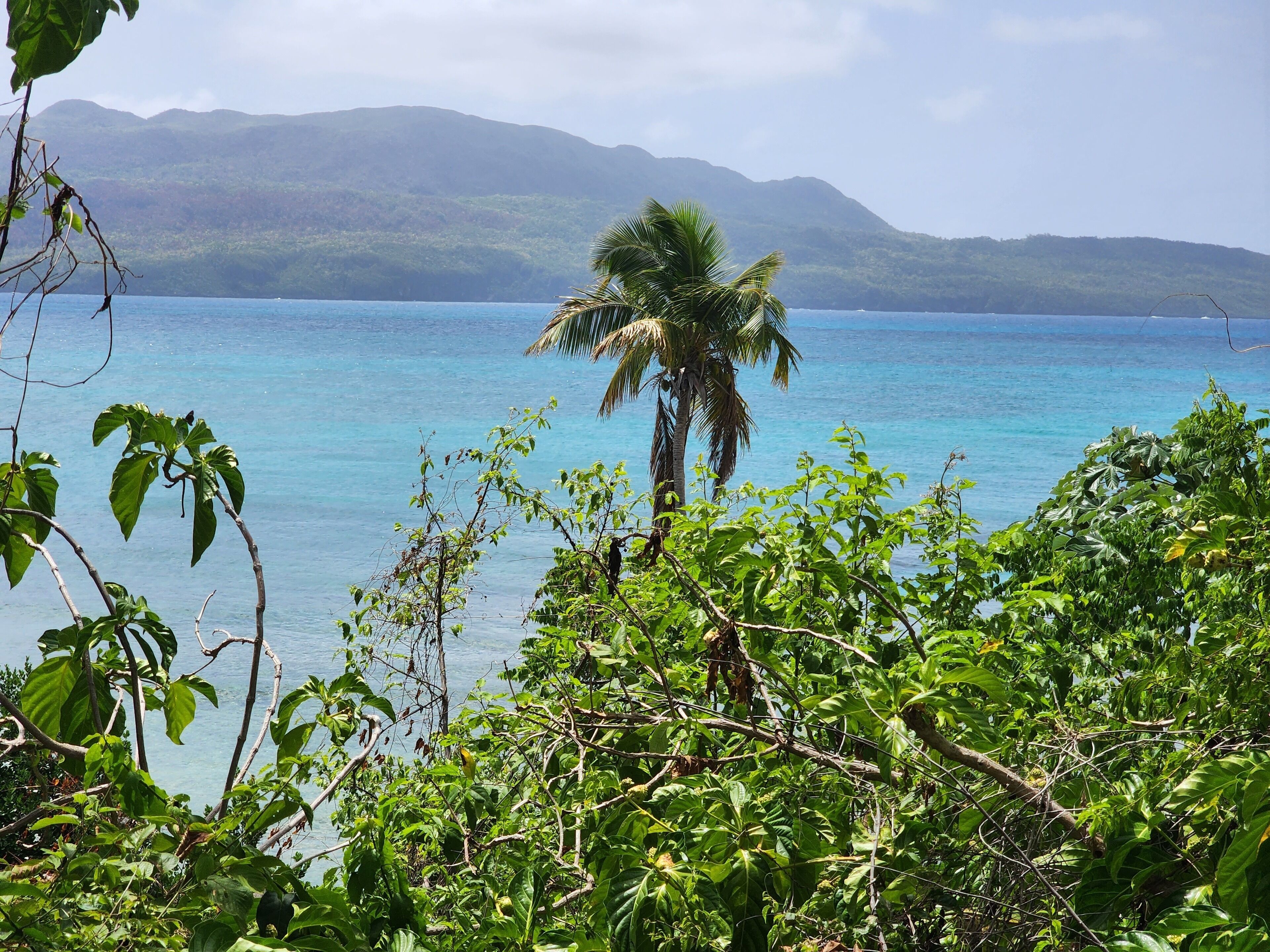 A tropical beach with a palm tree and dense foliage in the foreground, a clear blue sea, and mountains in the background.