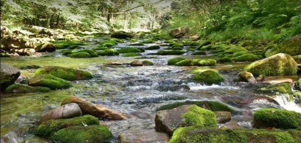 Een beek met rotsen begroeid met groene mos, omringd door dicht bos.