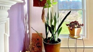 Una habitación con un amplio ventanal, chimenea y varias plantas en macetas.