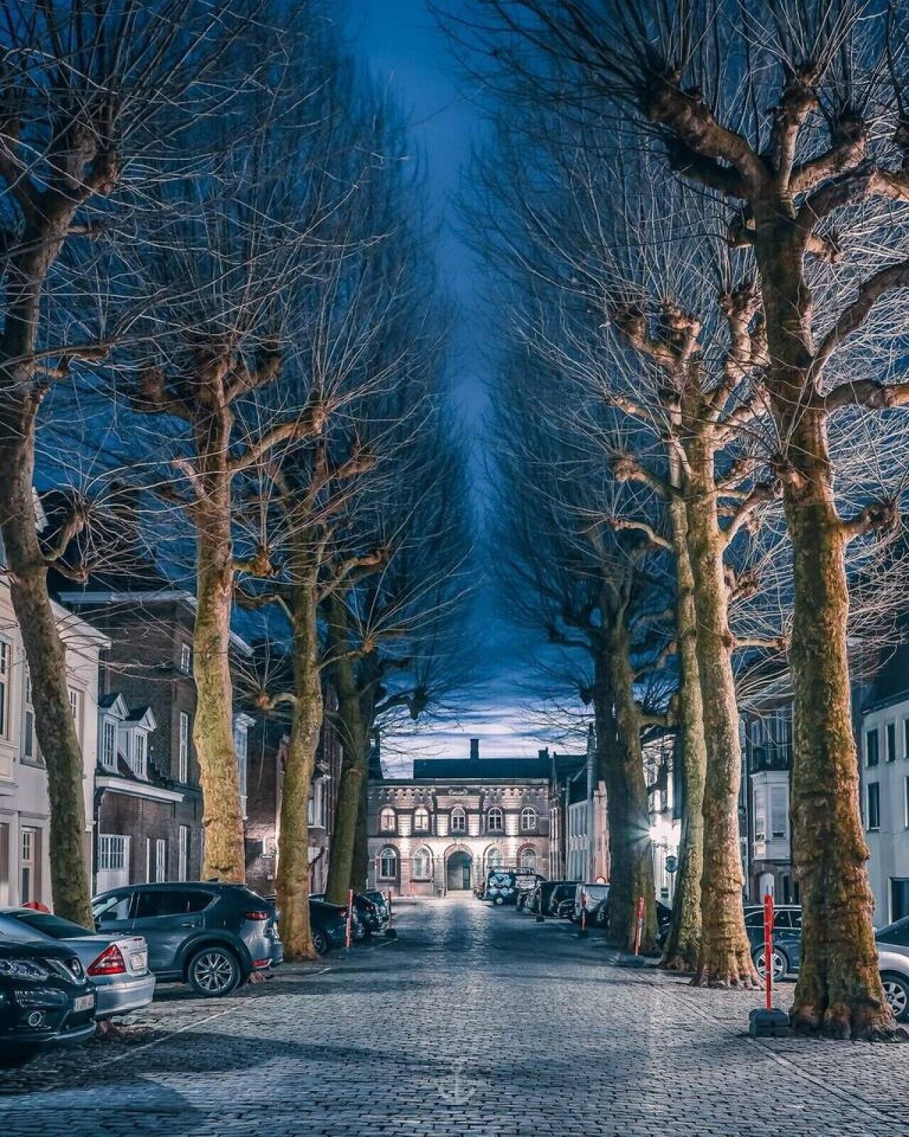 Een straat met kinderkopjes langs de rand, bezaaid met kale bomen en geparkeerde auto's, die leidt naar een gebouw met boogvensters.