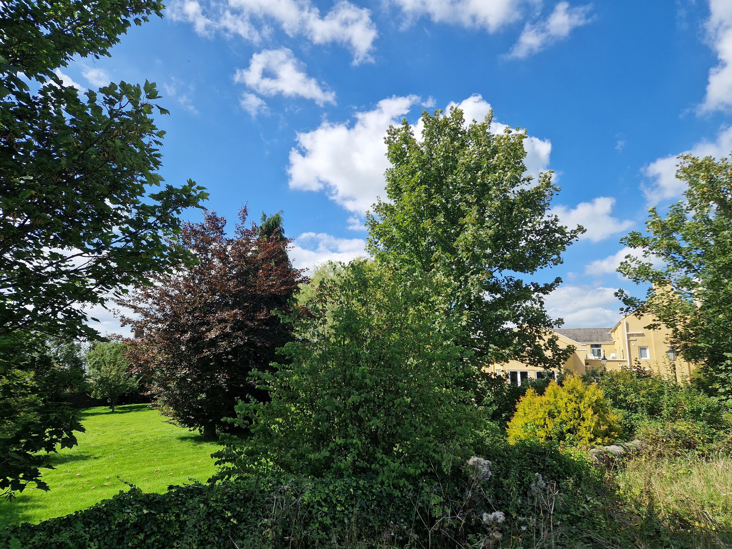 A lush green garden with a variety of trees and shrubs, a well-maintained lawn, and a building in the background.
