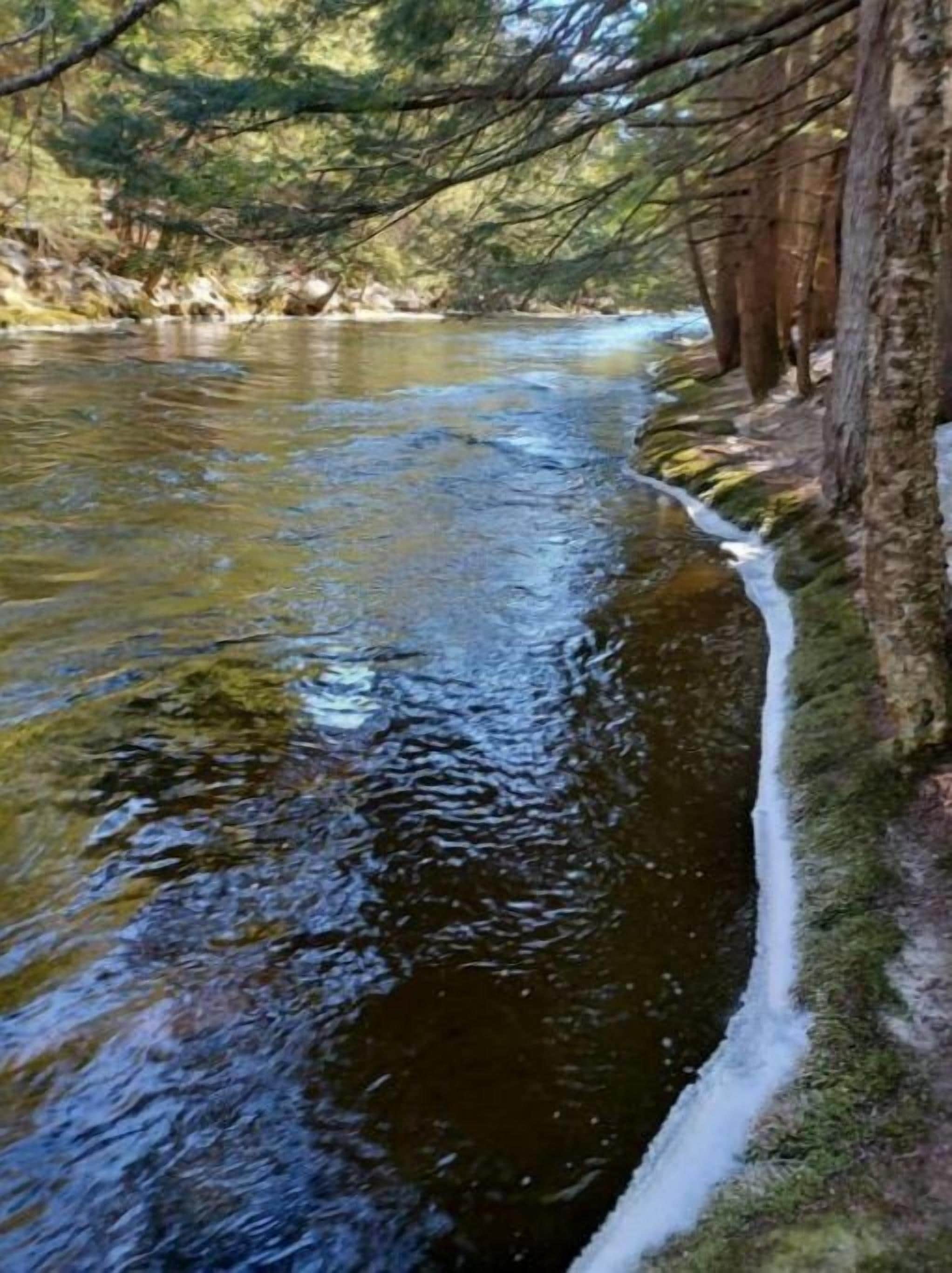 Un río serpentea por una zona boscosa, bordeado de árboles a ambos lados.