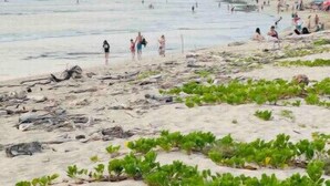 Una playa con gente caminando y sentada, y plantas verdes creciendo sobre la arena.
