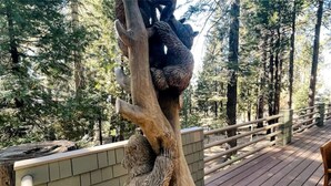 Eine Holzterrasse mit Geländer, umgeben von hohen Bäumen.