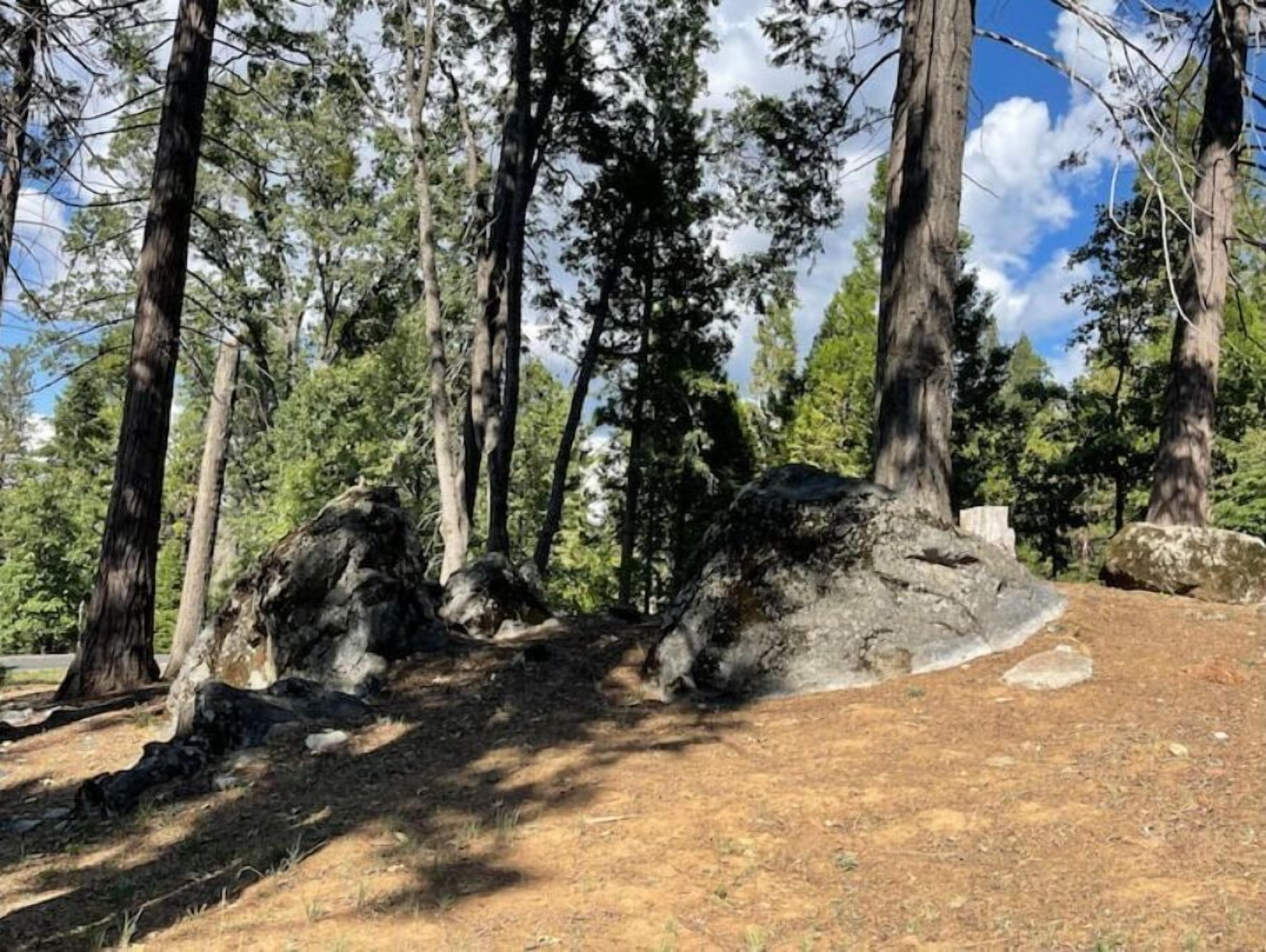Un área boscosa con árboles altos y un sendero de tierra.