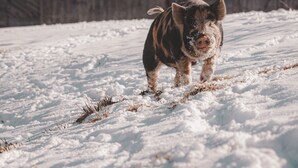 A pig walking on snow in front of a wooden building labeled "VERO MOUNTAIN".