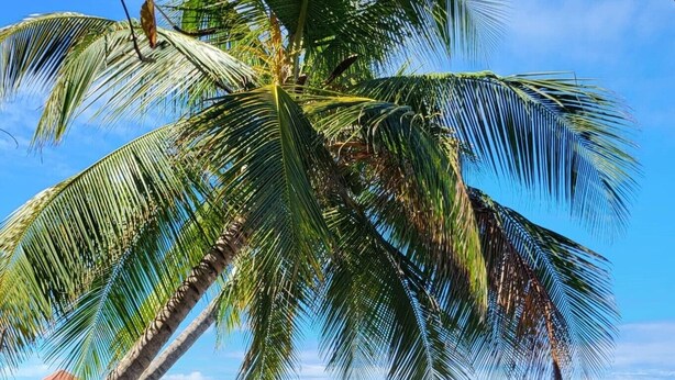 A beach with a palm tree, ocean waves, and a distant structure. - Ocean views, amazing sunset, pool and peaceful surroundings.  (Rincon)