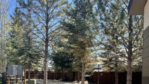 A gravel yard with trees, a wooden fence, and a utility box. - "The Matador" Westcliffe Outpost Cabin  (Westcliffe)