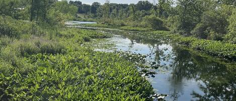 A calm river with dense greenery and trees on both sides.