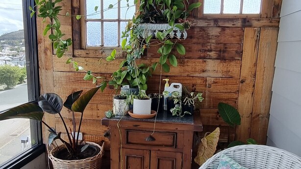 A cozy room with wooden walls, a wicker chair with a floral cushion, a wicker basket with plants, and a wooden cabinet with a window above. - Enjoy our Wee Gem, she is over 120 years young and has been loving restored. (Albany)