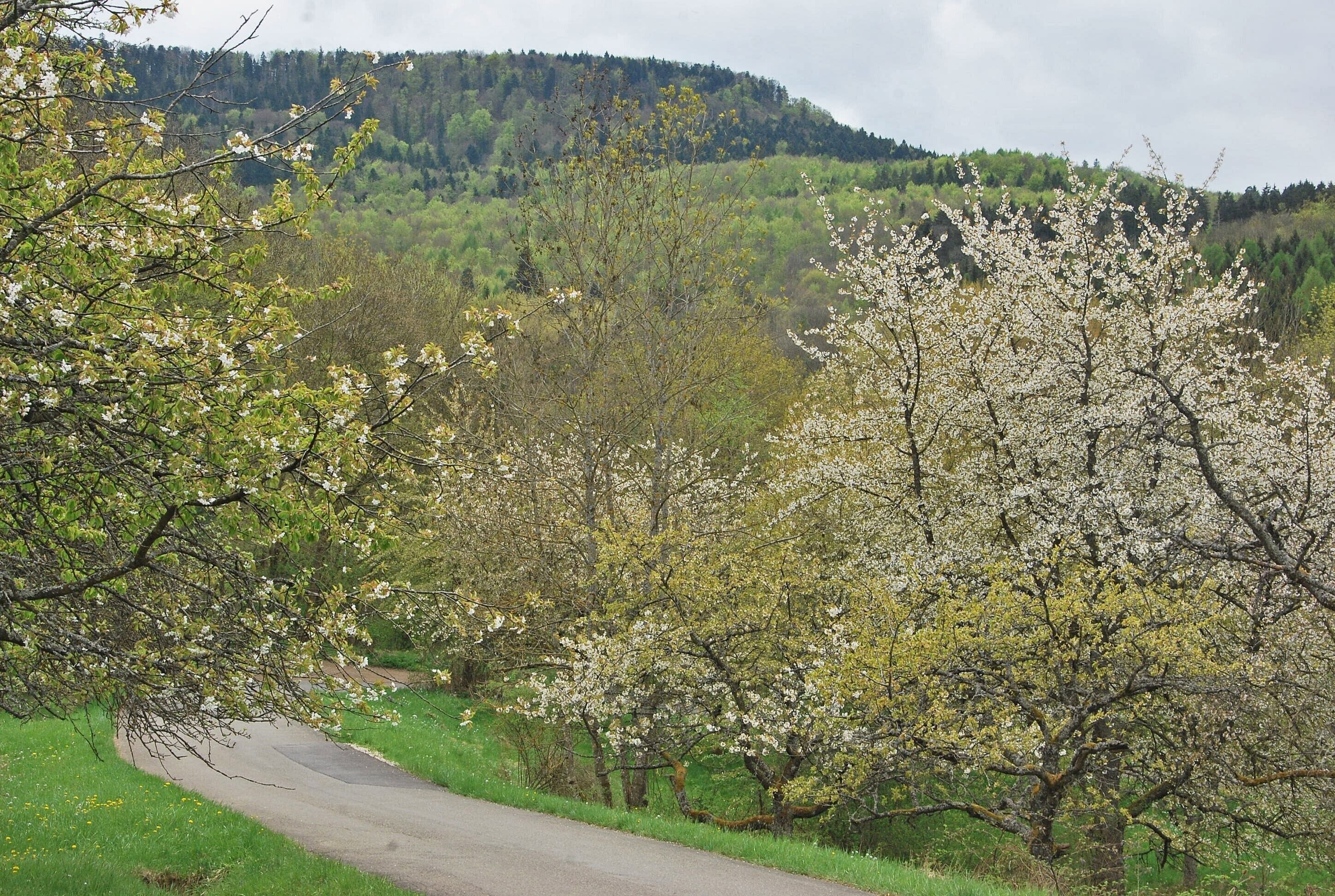 Eine ländliche Straße mit Bäumen und einer hügeligen Landschaft im Hintergrund.