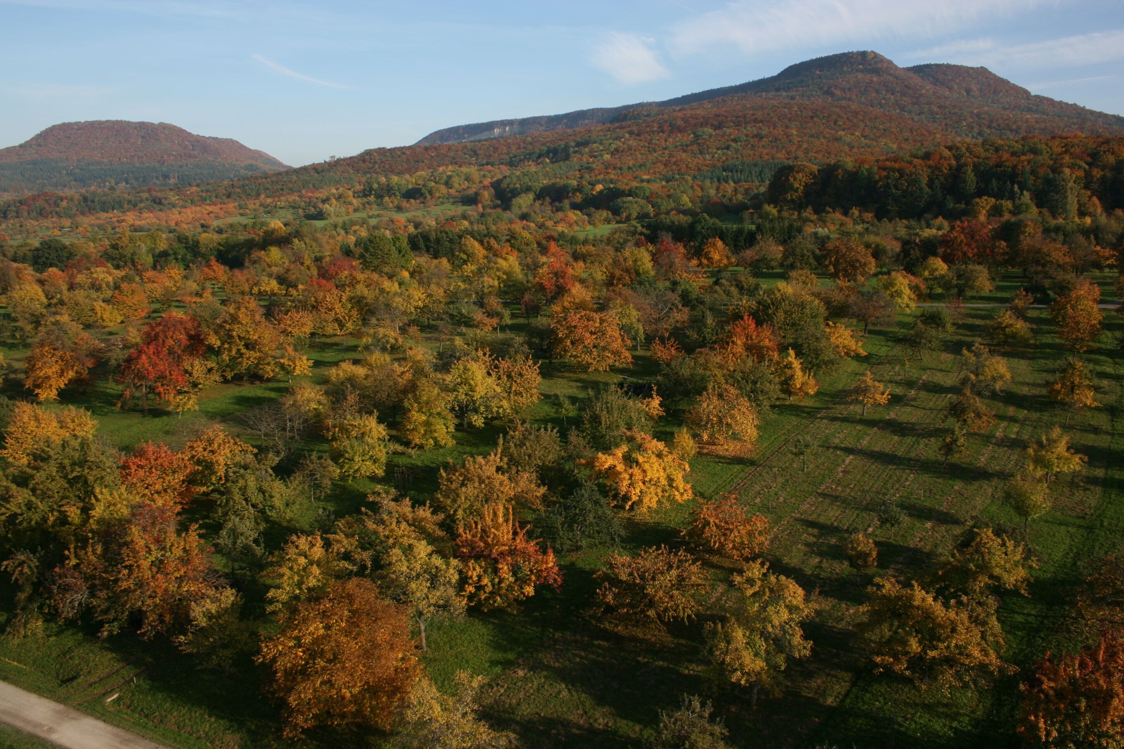 Paesaggio rurale con dolci colline, una strada sterrata e alberi sparsi.