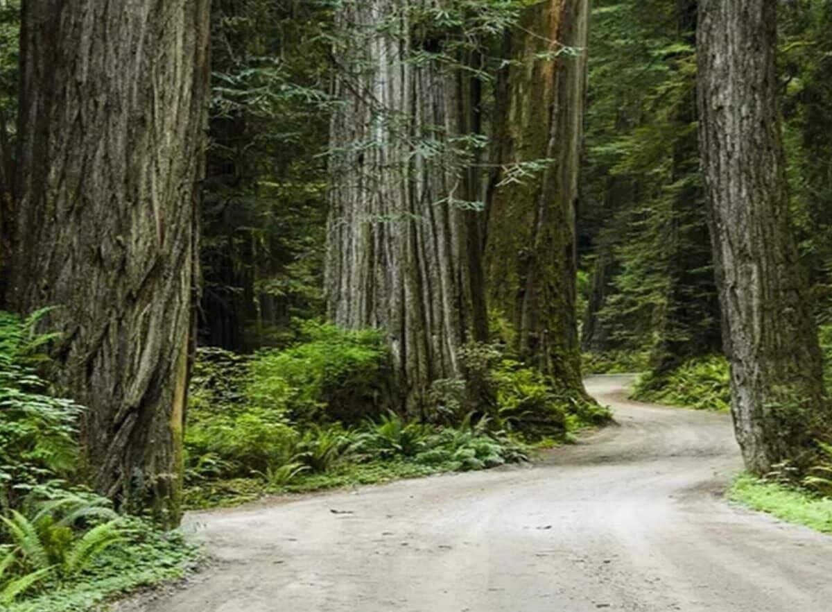 A forested dirt road surrounded by tall trees.