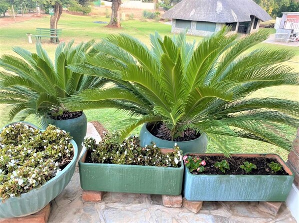 Apartment, Smoking | 1 bedroom - Luxurious Suite With Outdoor Pool - 2171 (Bulawayo)