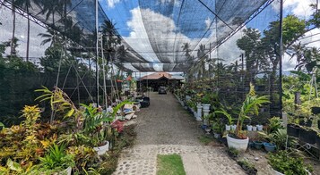 Un invernadero con un camino de grava, rodeado de plantas en macetas y árboles.