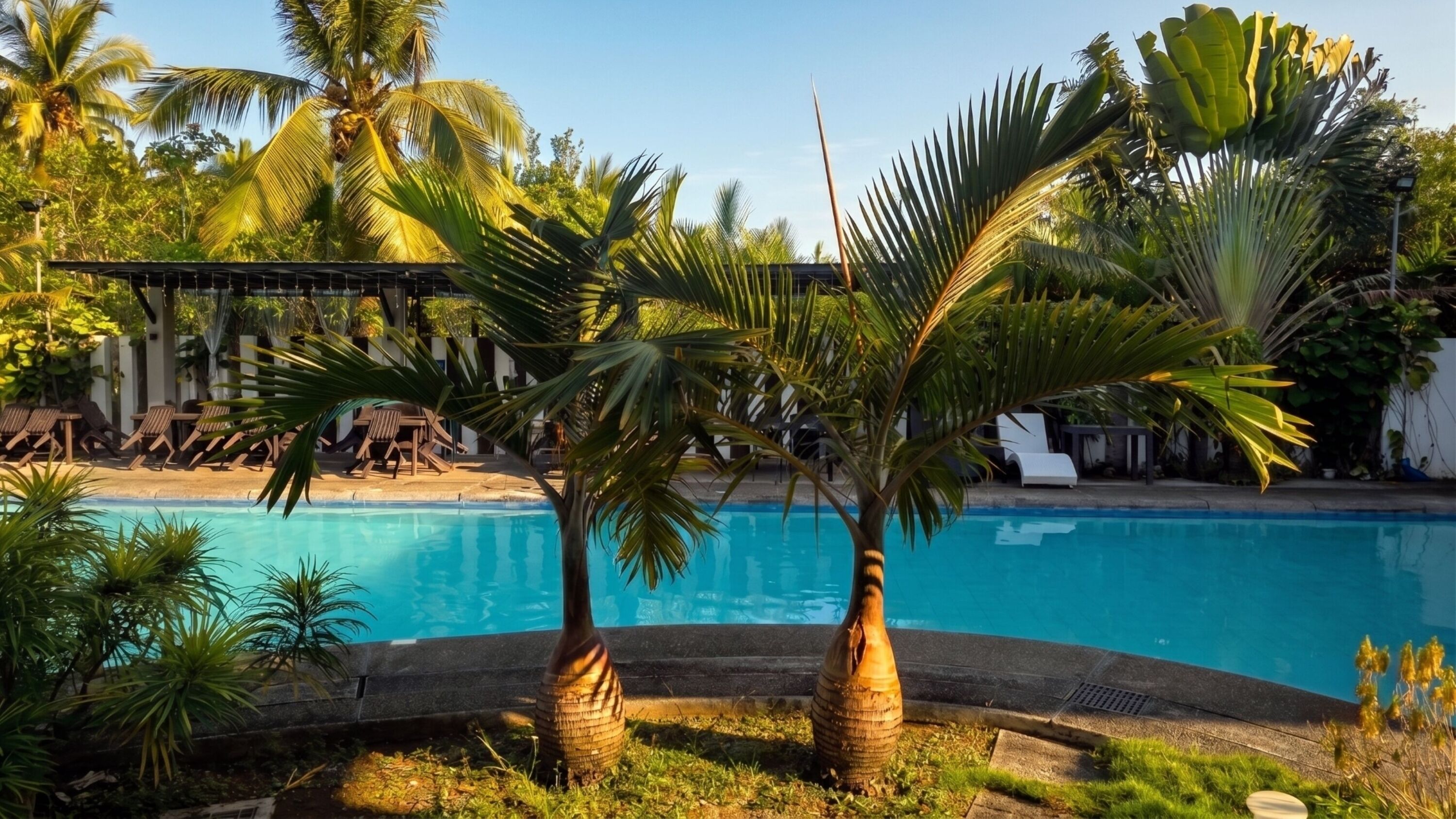 A swimming pool surrounded by palm trees and lounge chairs.